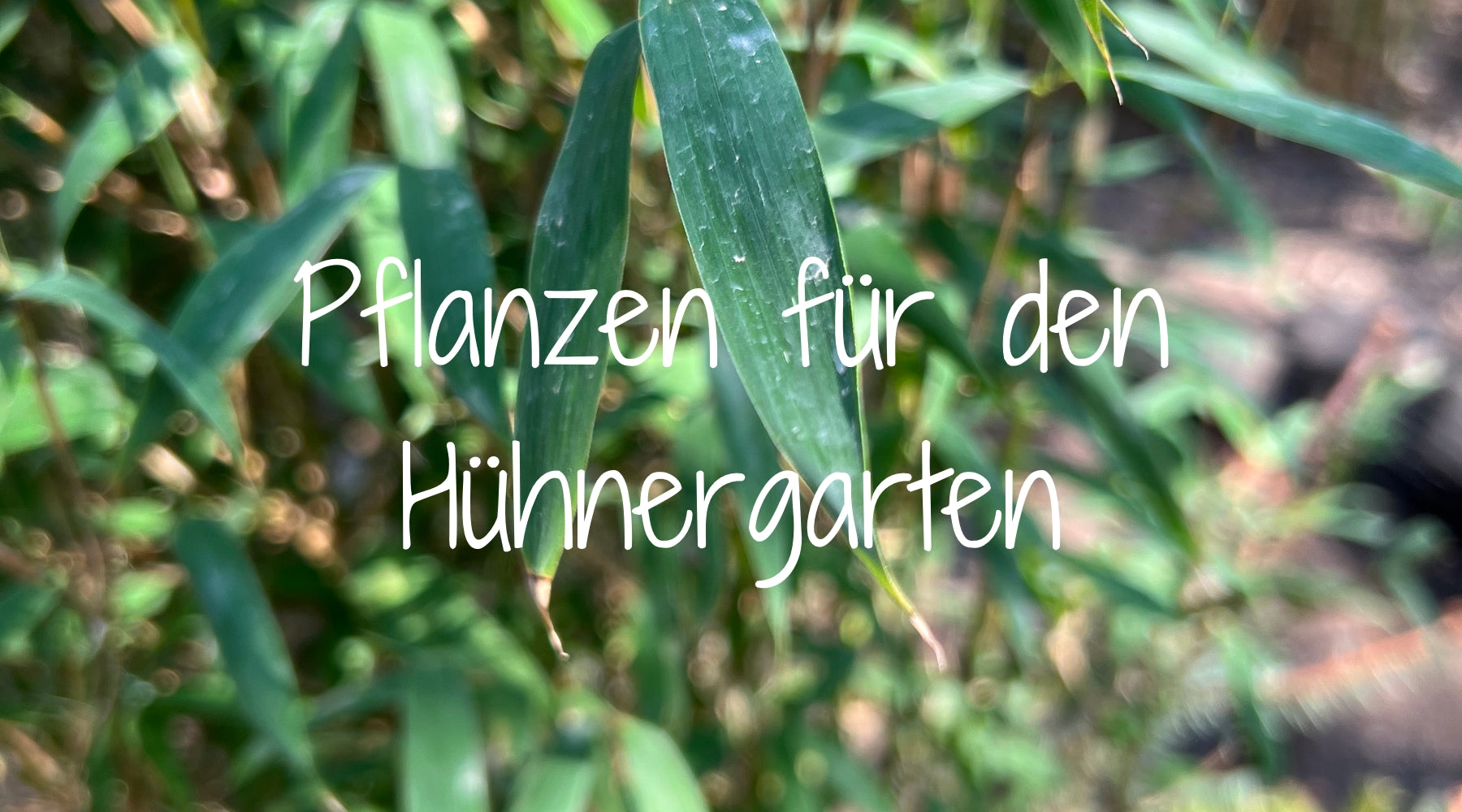 Hühnergrassamen